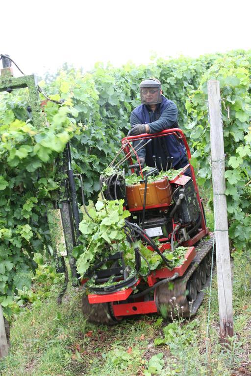 ברידל Weingut Pension Gibbert-Pohl מראה חיצוני תמונה